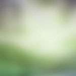 page_bkgd8